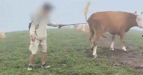 下牛视频在线观看,畅享精彩瞬间，尽在指尖